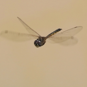 Hemicordulia tau at Hume, ACT - 1 Jan 2022 12:49 PM