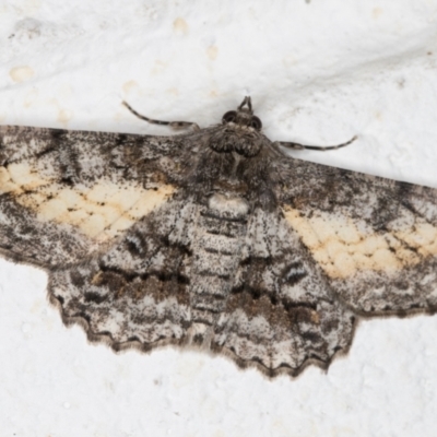 Cleora injectaria (A Cleora Bark Moth) at Melba, ACT - 28 Oct 2021 by kasiaaus