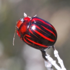 Paropsisterna semivittata (Eucalyptus leaf beetle) at Wyanbene, NSW - 30 Dec 2021 by Harrisi