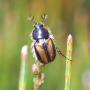 Liparetrus discipennis at Wyanbene, NSW - 30 Dec 2021