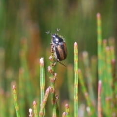 Liparetrus discipennis at Wyanbene, NSW - 30 Dec 2021