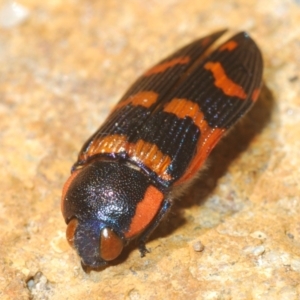 Temognatha mitchellii at Wyanbene, NSW - 30 Dec 2021