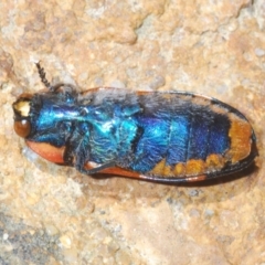 Temognatha mitchellii at Wyanbene, NSW - 30 Dec 2021