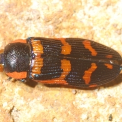 Temognatha mitchellii at Wyanbene, NSW - 30 Dec 2021