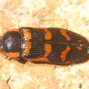 Temognatha mitchellii at Wyanbene, NSW - 30 Dec 2021