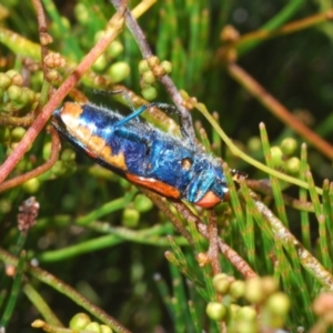 Temognatha mitchellii at Wyanbene, NSW - 30 Dec 2021