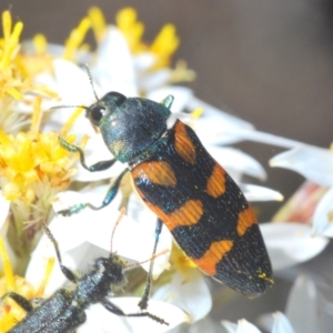 Castiarina helmsi at Cotter River, ACT - 31 Dec 2021