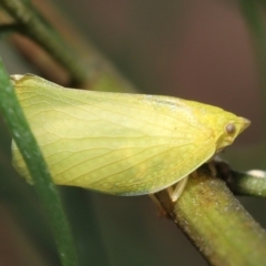 Siphanta acuta (Green planthopper, Torpedo bug) at ANBG - 28 Dec 2021 by TimL