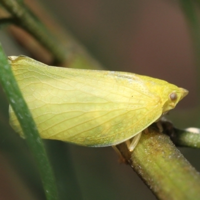 Siphanta acuta (Green planthopper, Torpedo bug) at Acton, ACT - 28 Dec 2021 by TimL