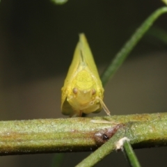 Siphanta acuta at Acton, ACT - 28 Dec 2021