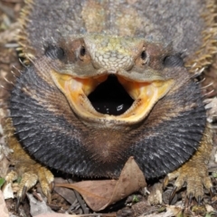 Pogona barbata (Eastern Bearded Dragon) at Acton, ACT - 31 Dec 2021 by TimL