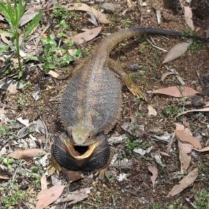 Pogona barbata at Acton, ACT - suppressed