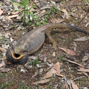 Pogona barbata at Acton, ACT - suppressed