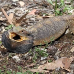 Pogona barbata at Acton, ACT - suppressed