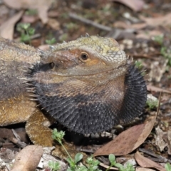 Pogona barbata at Acton, ACT - suppressed