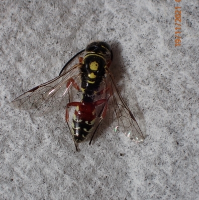 Aeolothynnus sp. (genus) (A flower wasp) at Queanbeyan, NSW - 18 Nov 2021 by Bugologist