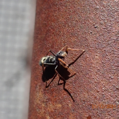 Myrmarachne sp. (genus) (Unidentified Ant-mimic jumping spider) at Paddys River, ACT - 30 Dec 2021 by Ozflyfisher