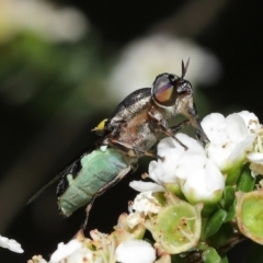 Odontomyia hunteri (Soldier fly) at Acton, ACT - 31 Dec 2021 by TimL