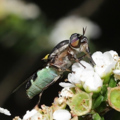 Odontomyia hunteri (Soldier fly) at ANBG - 31 Dec 2021 by TimL