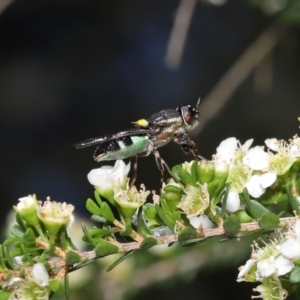 Odontomyia hunteri at Acton, ACT - 31 Dec 2021