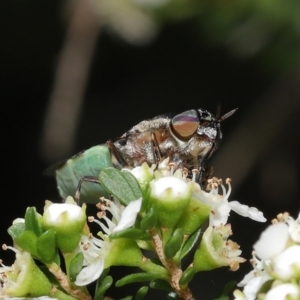 Odontomyia hunteri at Acton, ACT - 31 Dec 2021