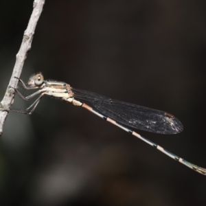 Austrolestes leda at Acton, ACT - 31 Dec 2021 11:26 AM