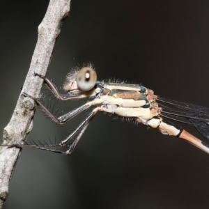 Austrolestes leda at Acton, ACT - 31 Dec 2021 11:26 AM