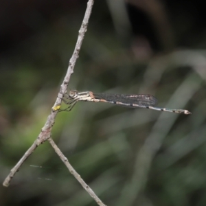 Austrolestes leda at Acton, ACT - 31 Dec 2021