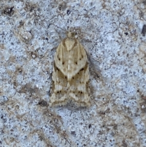 Merophyas therina at Numeralla, NSW - suppressed