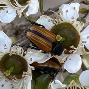 Phyllotocus marginipennis at Numeralla, NSW - suppressed