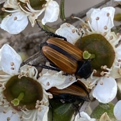 Phyllotocus marginipennis at Numeralla, NSW - 31 Dec 2021