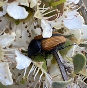 Phyllotocus marginipennis at Numeralla, NSW - suppressed