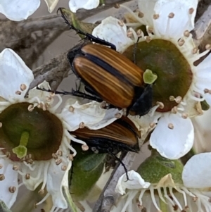 Phyllotocus marginipennis at Numeralla, NSW - suppressed