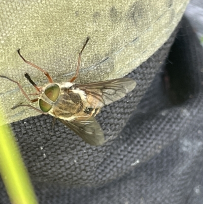 Scaptia sp. (genus) (March fly) at Booth, ACT - 1 Jan 2022 by JaneR