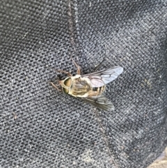 Scaptia sp. (genus) at Booth, ACT - 1 Jan 2022