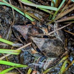 Litoria latopalmata (Broad-palmed Tree-frog) at Stromlo, ACT - 2 Jan 2022 by HelenCross