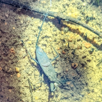 Laccotrephes tristis (Water Scorpion or Toe-biter) at Stromlo, ACT - 2 Jan 2022 by HelenCross