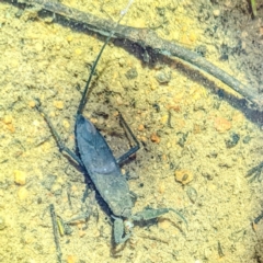 Laccotrephes tristis at Stromlo, ACT - 2 Jan 2022