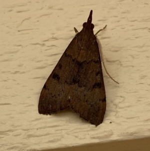 Uresiphita ornithopteralis at Jerrabomberra, NSW - 2 Jan 2022