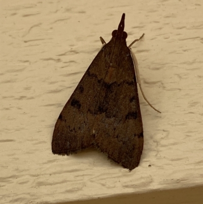 Uresiphita ornithopteralis (Tree Lucerne Moth) at Jerrabomberra, NSW - 2 Jan 2022 by SteveBorkowskis