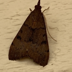 Uresiphita ornithopteralis at Jerrabomberra, NSW - 2 Jan 2022