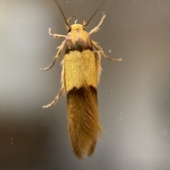 Hemibela oxyptera (A Concealer moth) at Jerrabomberra, NSW - 2 Jan 2022 by SteveBorkowskis