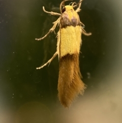 Hemibela oxyptera at suppressed - 2 Jan 2022