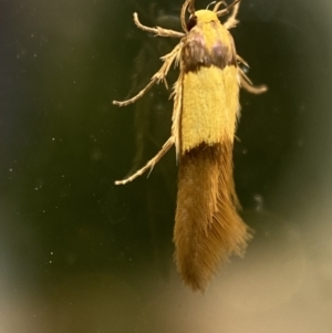 Hemibela oxyptera at suppressed - 2 Jan 2022