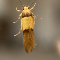 Hemibela oxyptera at suppressed - 2 Jan 2022