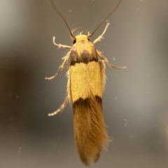 Hemibela oxyptera at suppressed - 2 Jan 2022