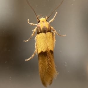 Hemibela oxyptera at suppressed - 2 Jan 2022