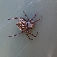 Backobourkia (genus) (An orb weaver) at Bungendore, NSW - 31 Dec 2021 by yellowboxwoodland