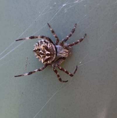 Backobourkia sp. (genus) (An orb weaver) at Bungendore, NSW - 31 Dec 2021 by yellowboxwoodland