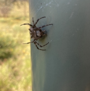 Backobourkia sp. (genus) at Bungendore, NSW - 31 Dec 2021